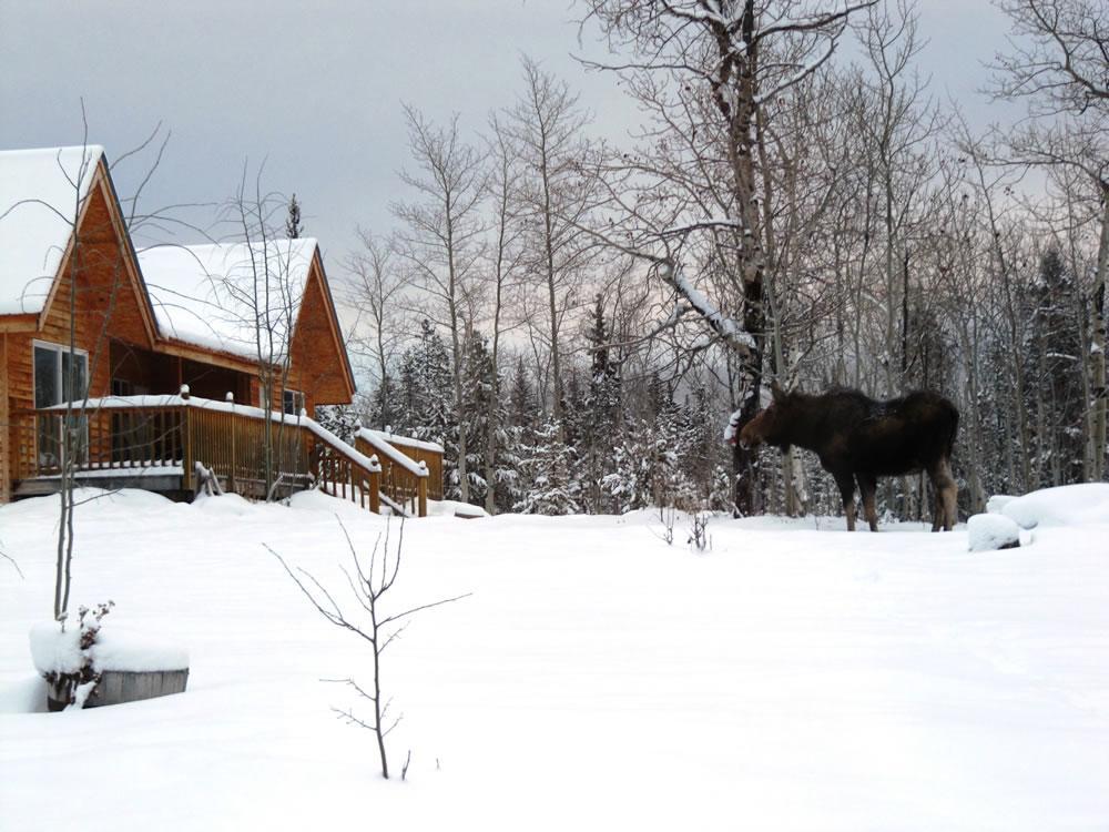 Tatla Lake Eagle Bear Lodge מראה חיצוני תמונה